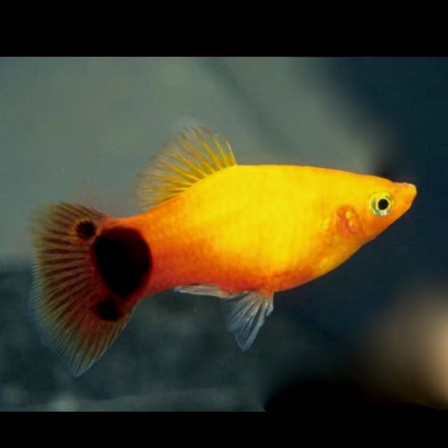 Xiph.maculatus  Platy Micky Mouse neon M